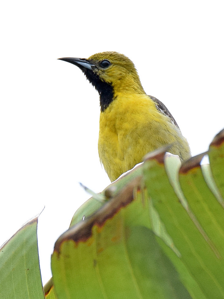 Oriole.jpg