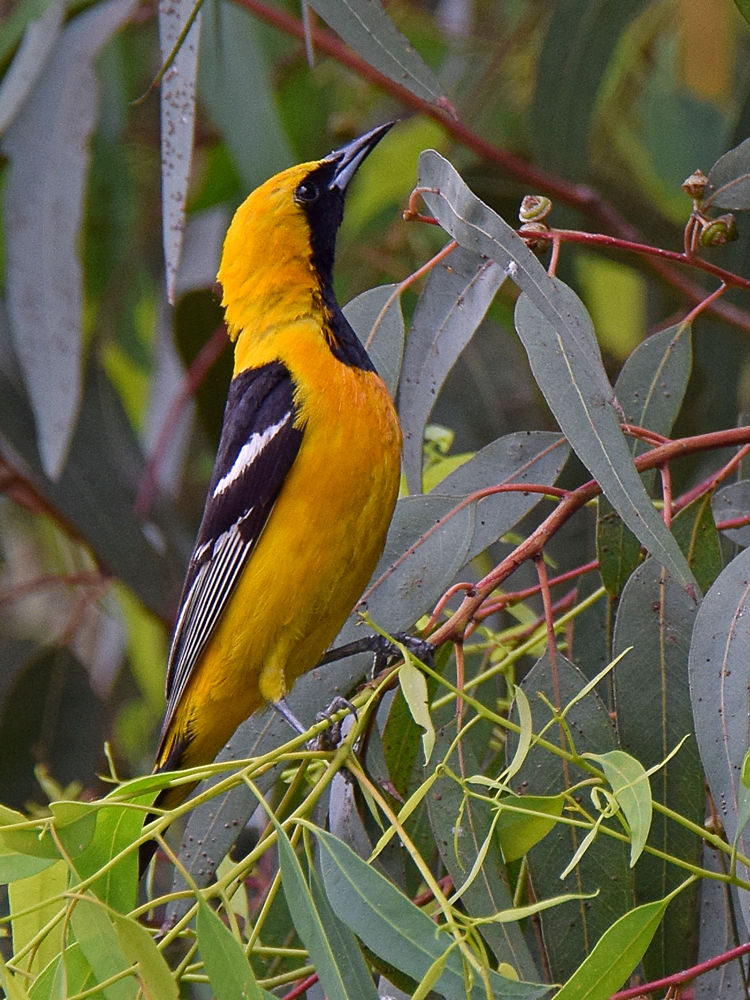 Oriole.jpg