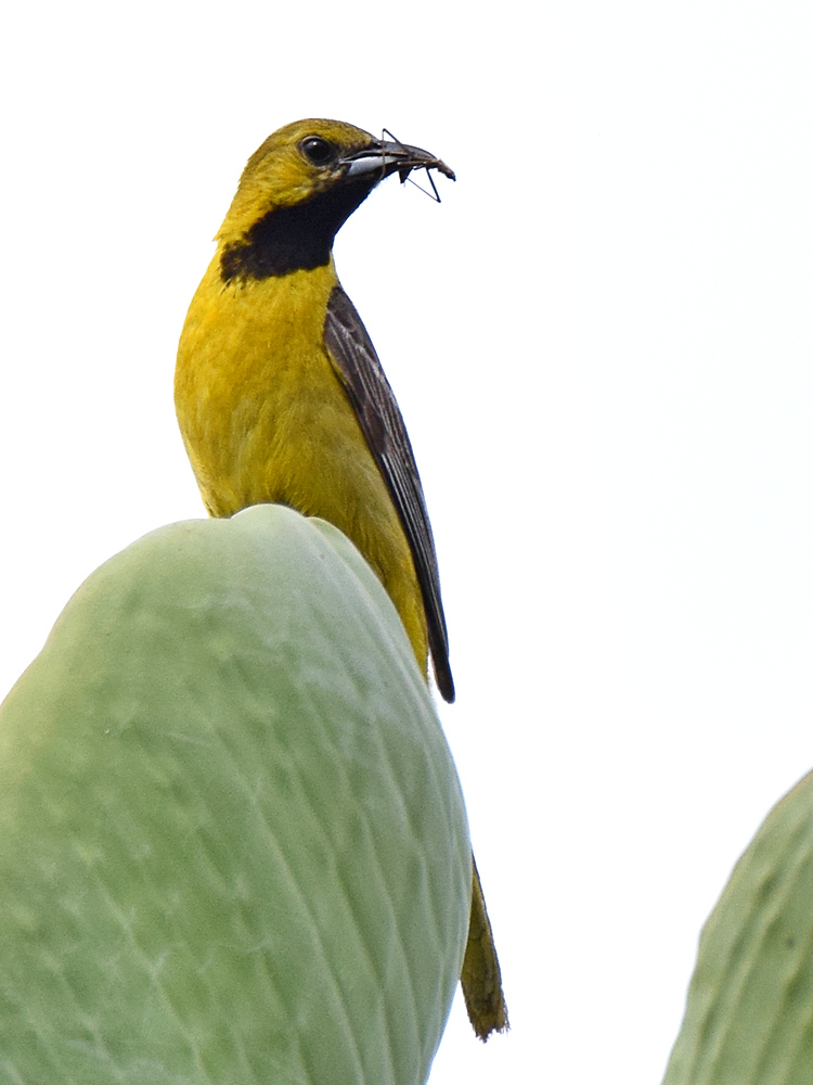 Oriole.jpg
