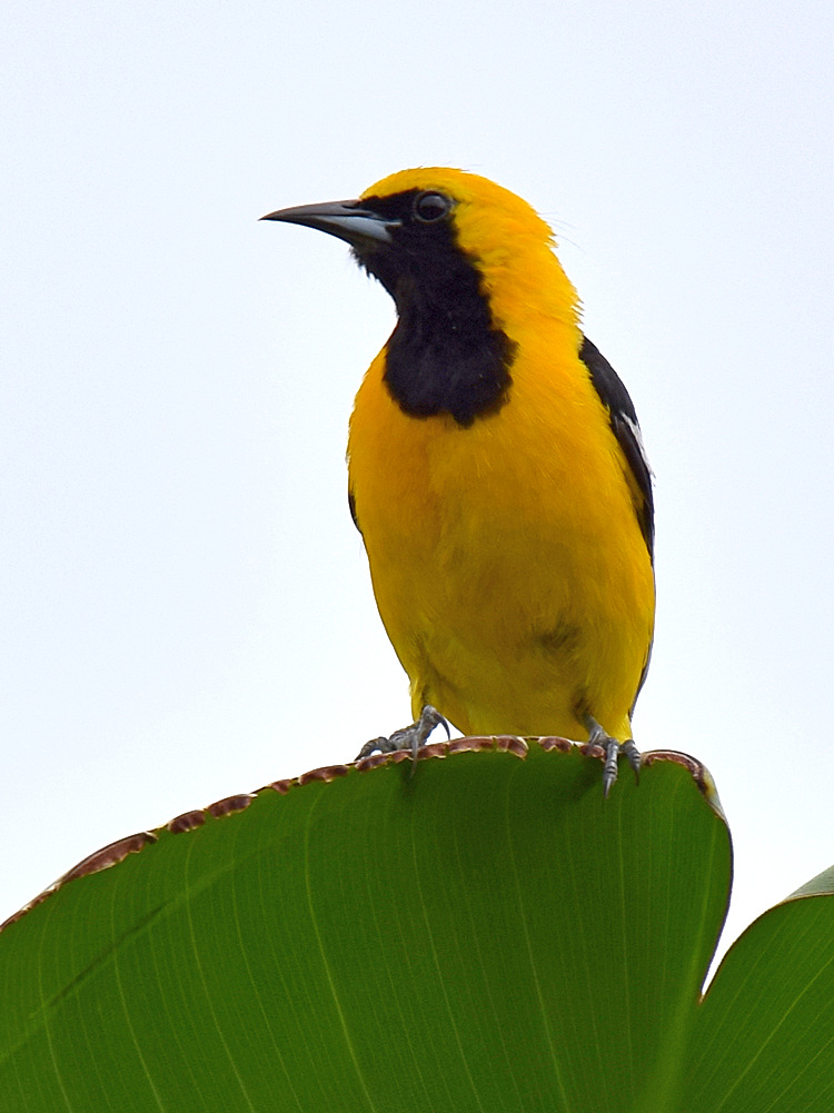 Oriole.jpg