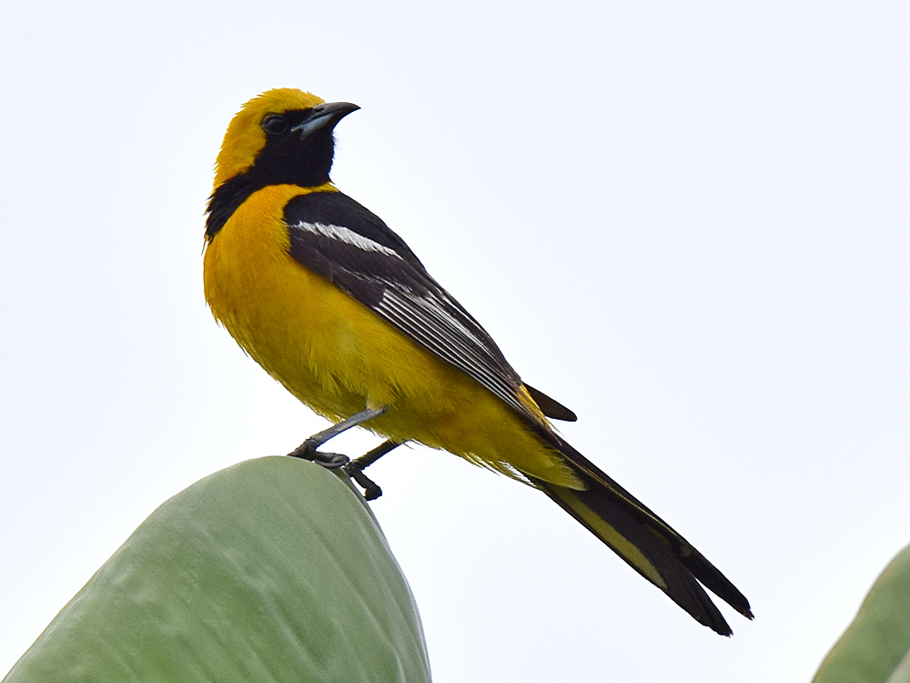 Oriole.jpg