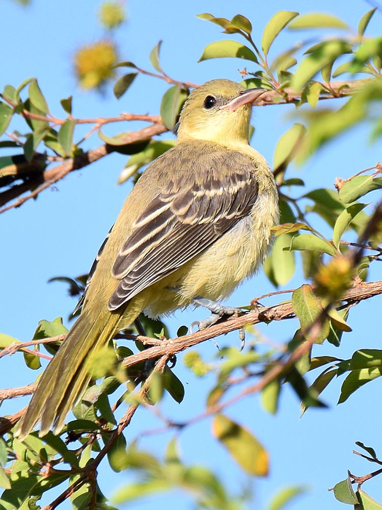 Oriole.jpg