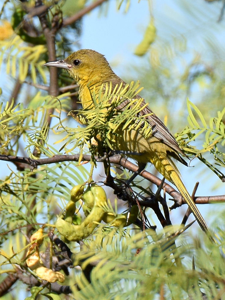 Oriole.jpg