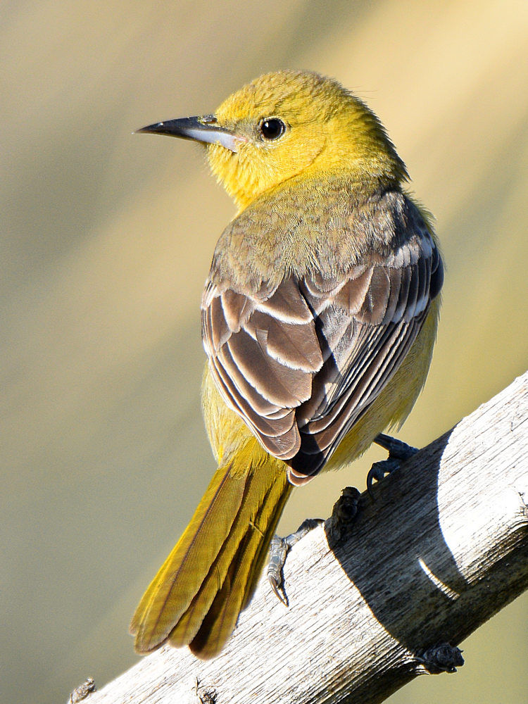 Oriole.jpg