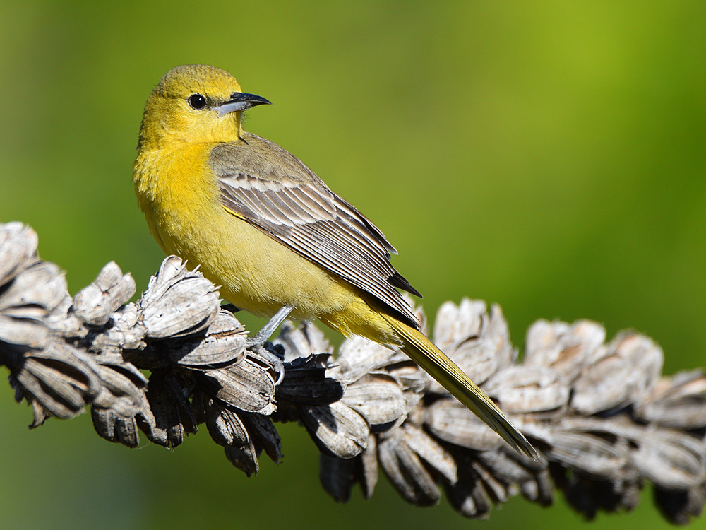 Oriole.jpg