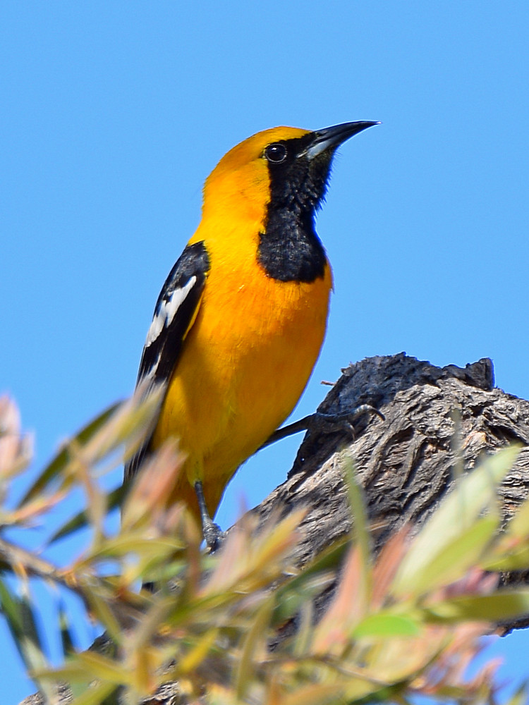 Oriole.jpg