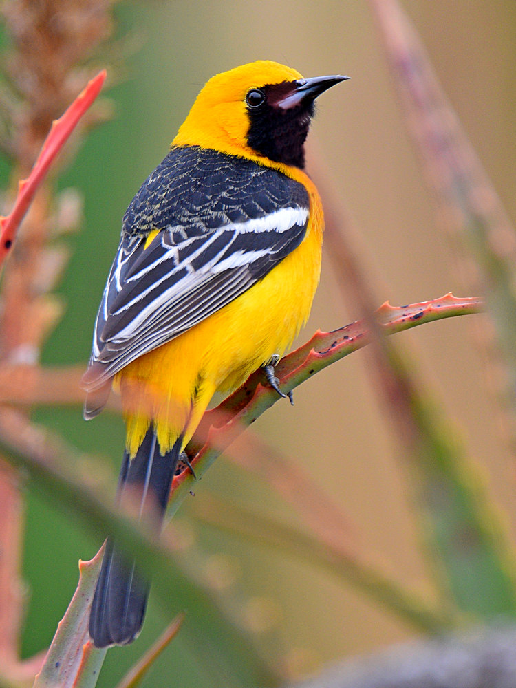 Oriole.jpg