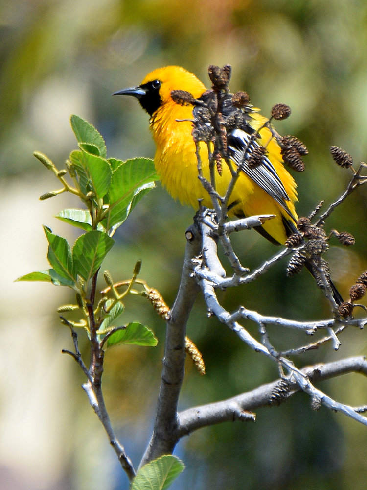 Oriole.jpg