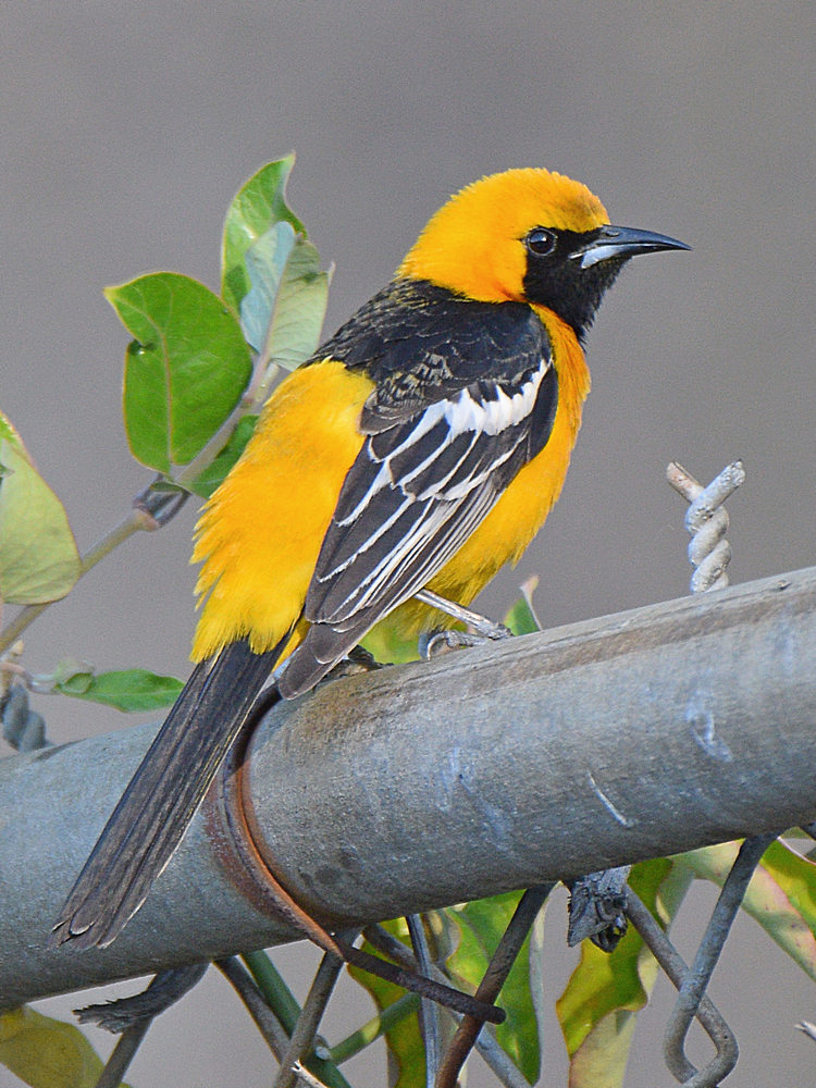 Oriole.jpg