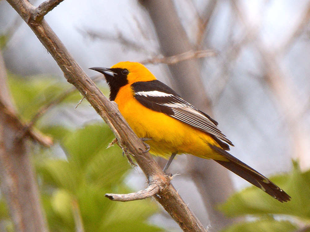 Oriole.jpg