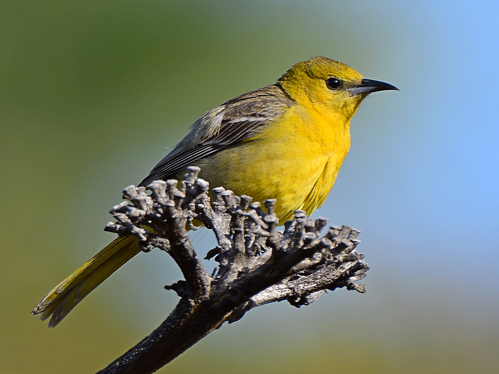 Oriole.jpg