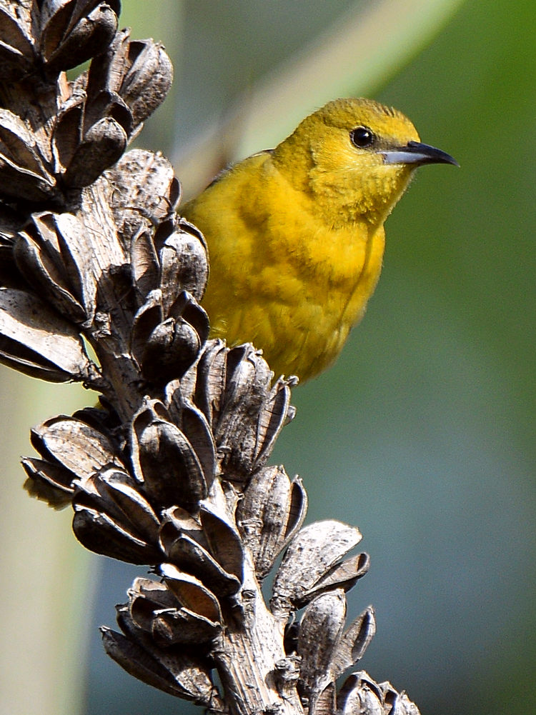 Oriole.jpg