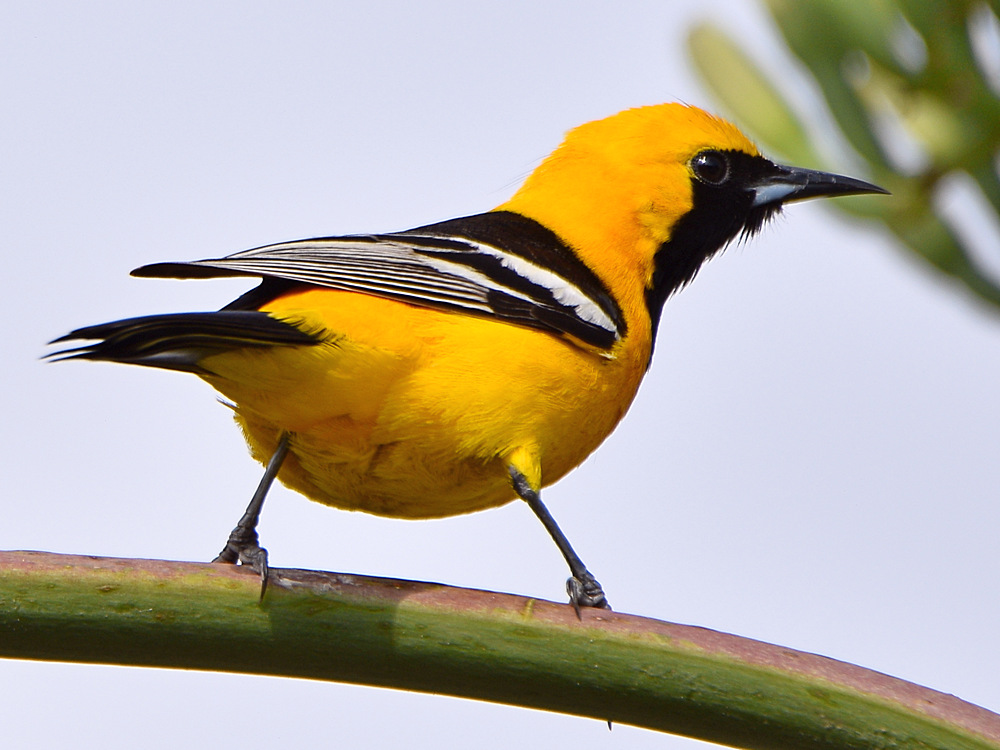Oriole.jpg
