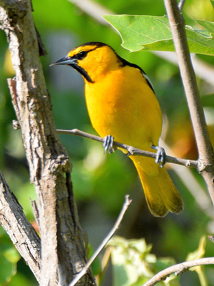 Oriole.jpg