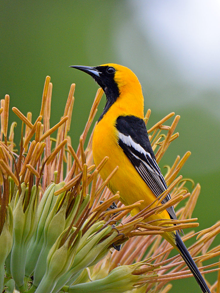 Oriole.jpg