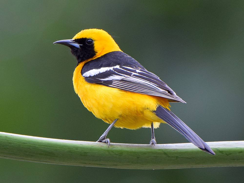 Oriole.jpg