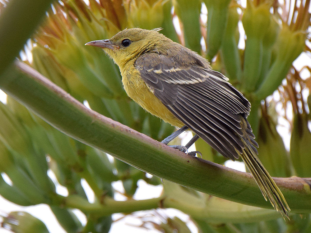 Oriole.jpg
