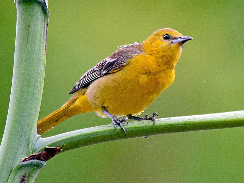 Oriole.jpg