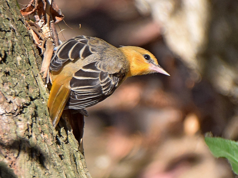 Oriole.jpg