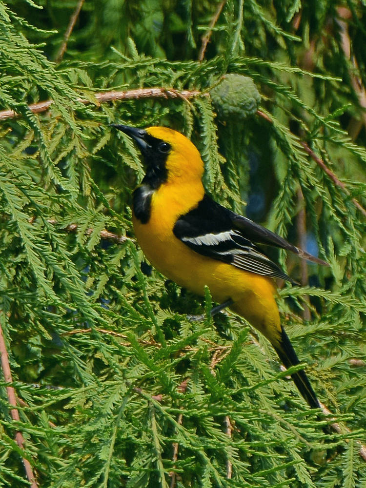 Oriole.jpg