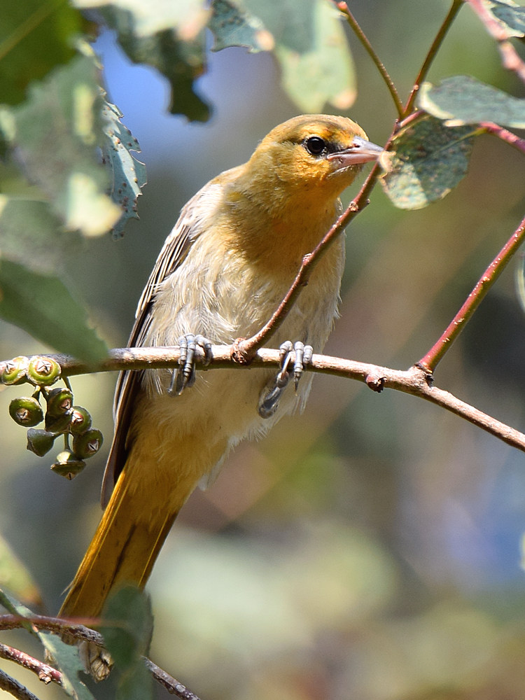 Oriole.jpg