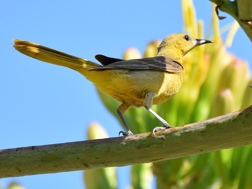 Oriole.jpg