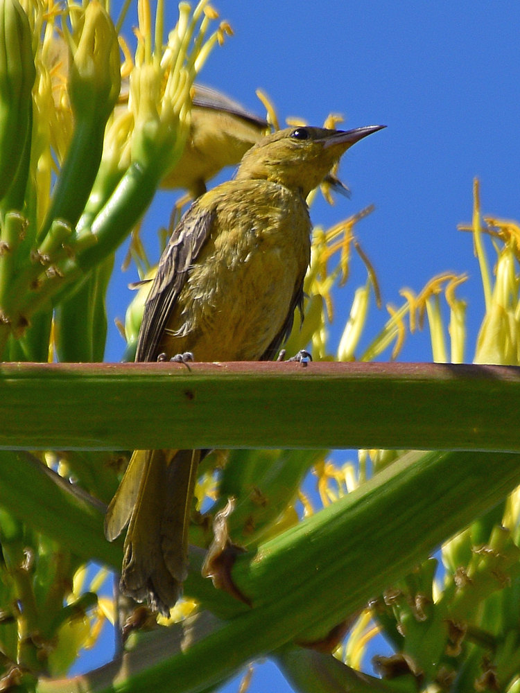 Oriole.jpg