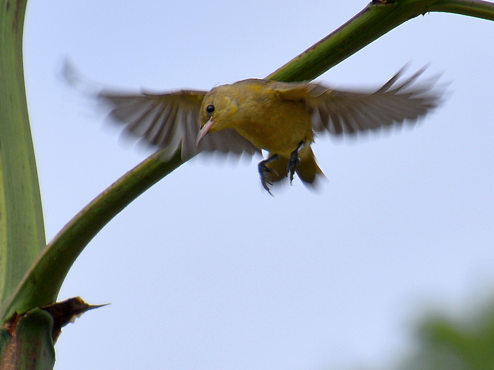 Oriole.jpg