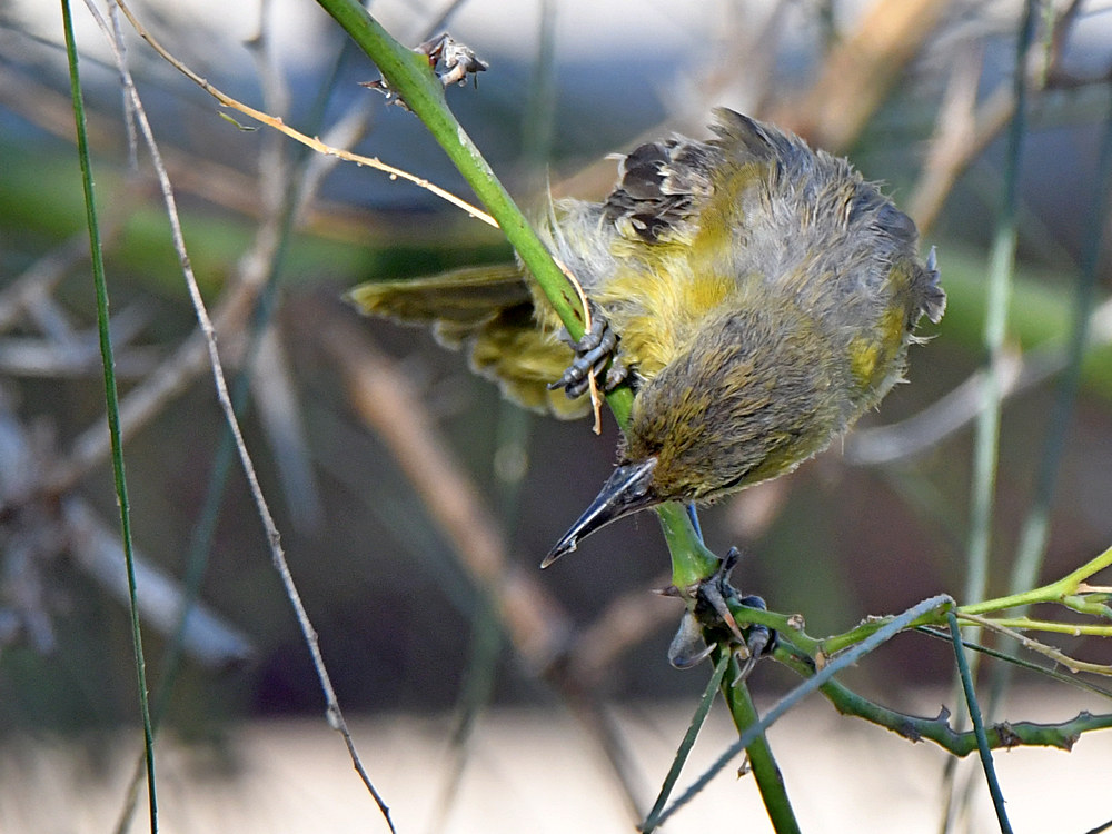 Oriole.jpg