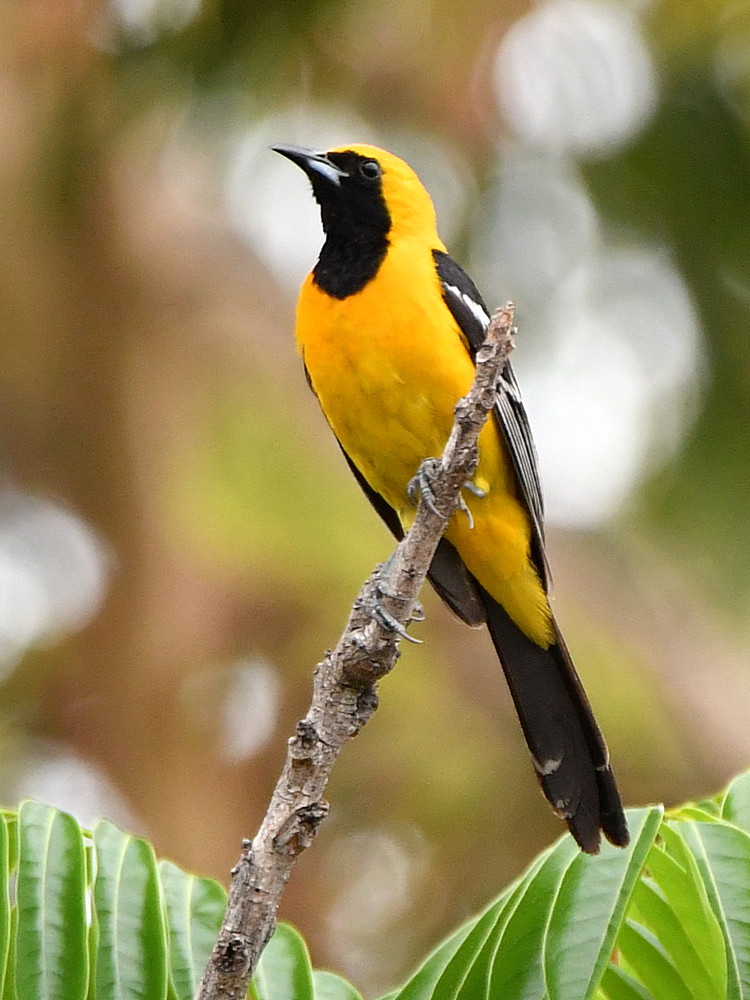 Oriole.jpg