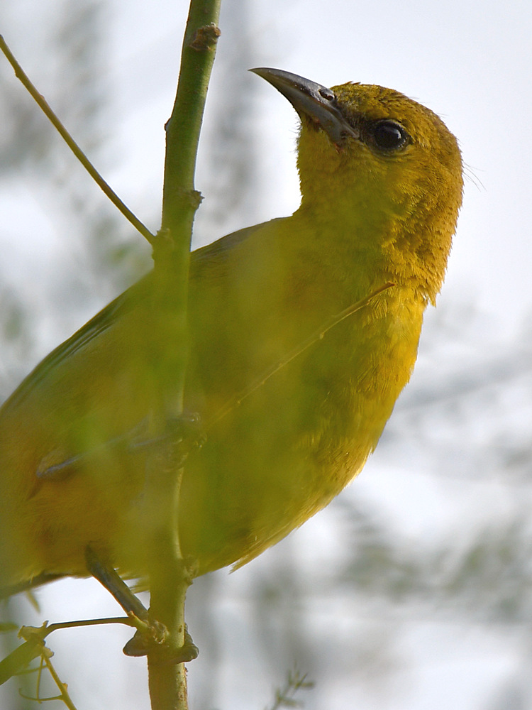 Oriole.jpg