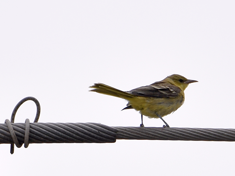 Oriole.jpg