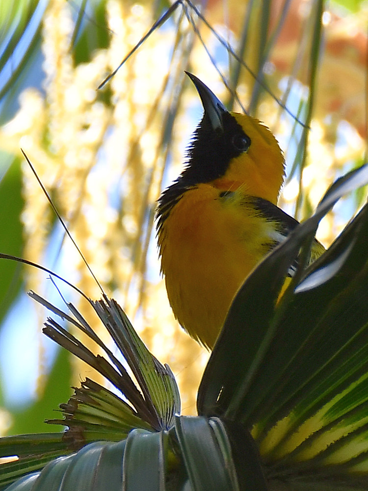 Oriole.jpg