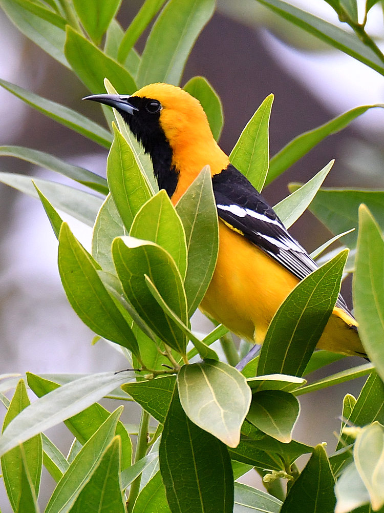 Oriole.jpg