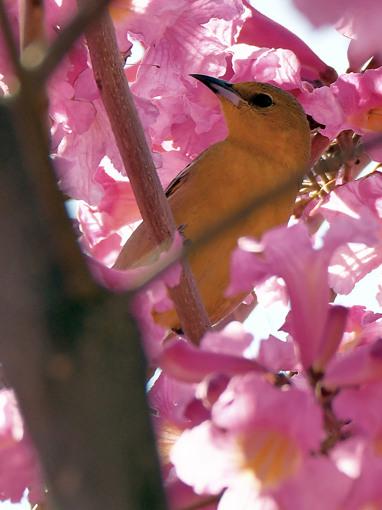 Oriole.jpg