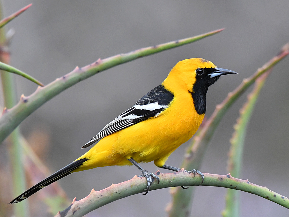 Oriole.jpg