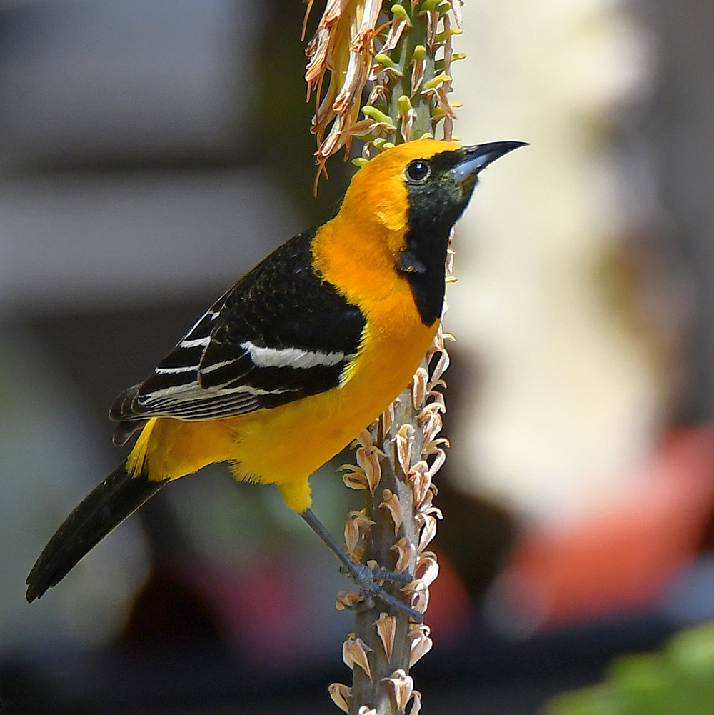 Oriole.jpg