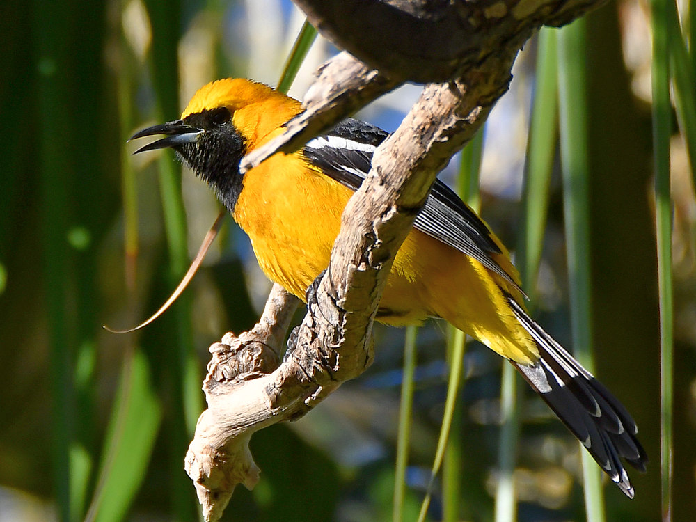 Oriole.jpg