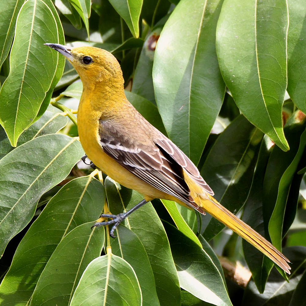 Oriole.jpg