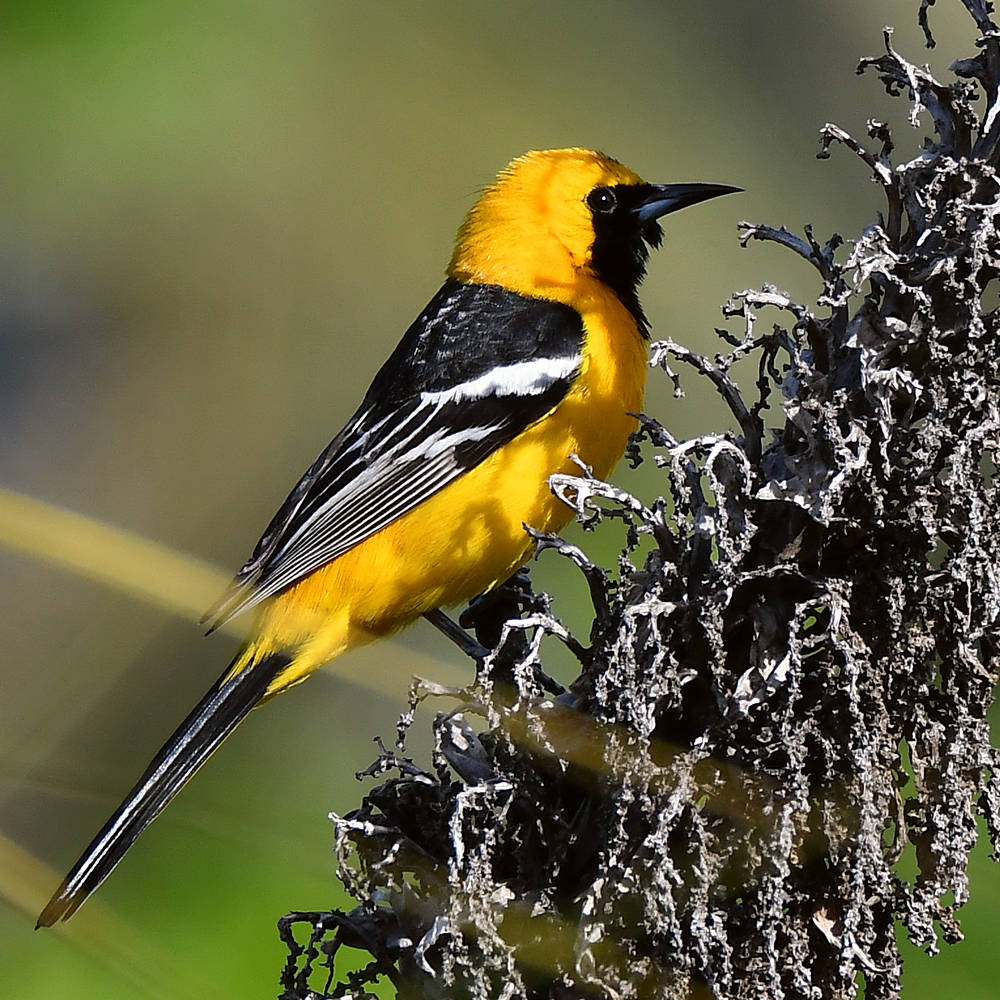 Oriole.jpg