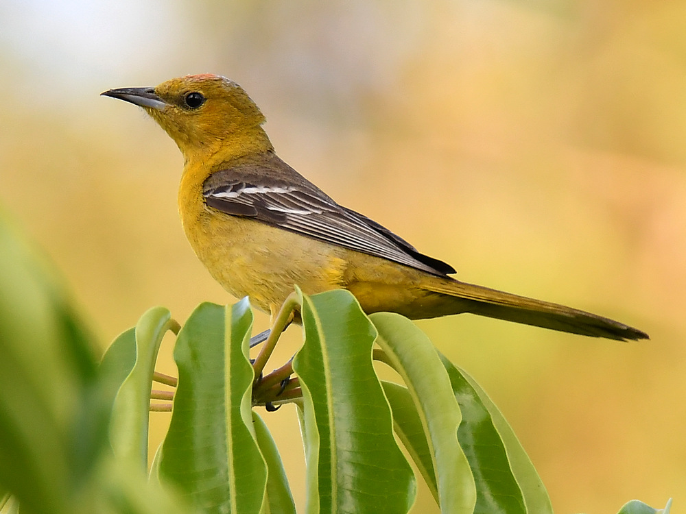 Oriole.jpg