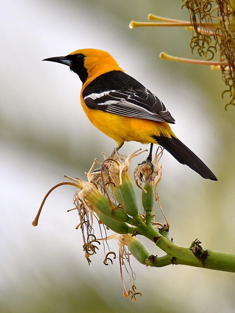 Oriole.jpg
