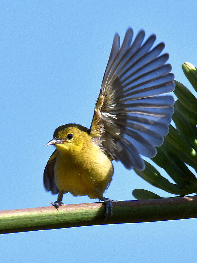 Oriole.jpg