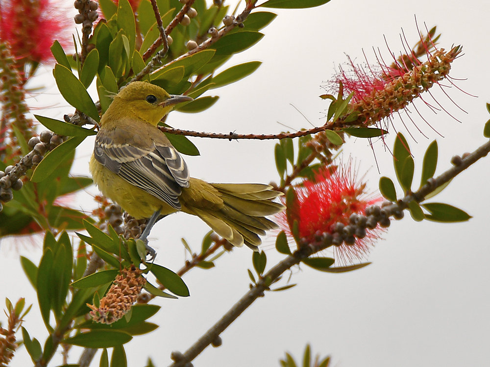 Oriole.jpg
