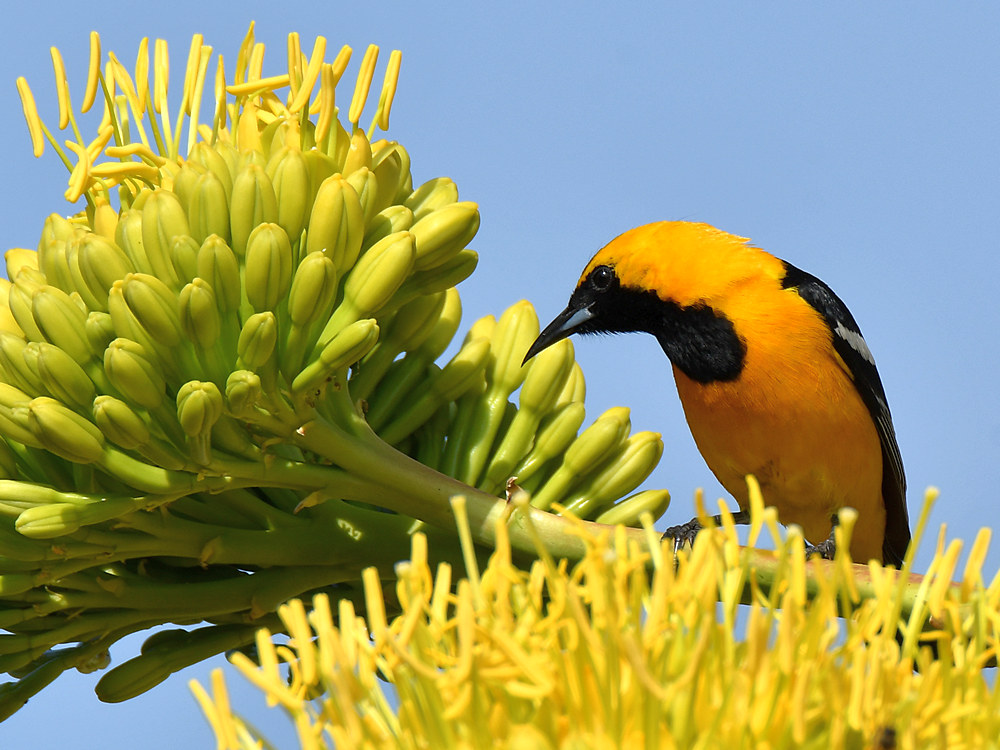 Oriole.jpg