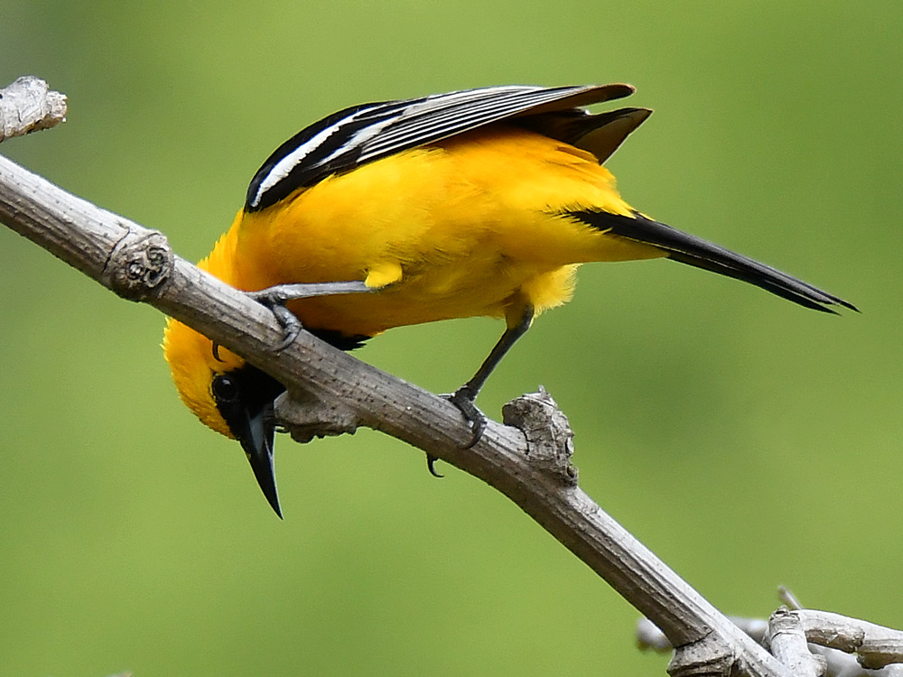 Oriole.jpg