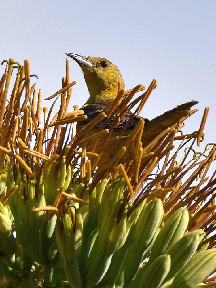 Oriole.jpg