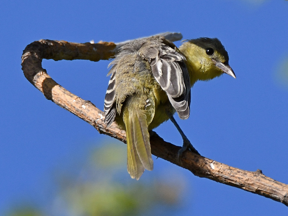 Oriole.jpg