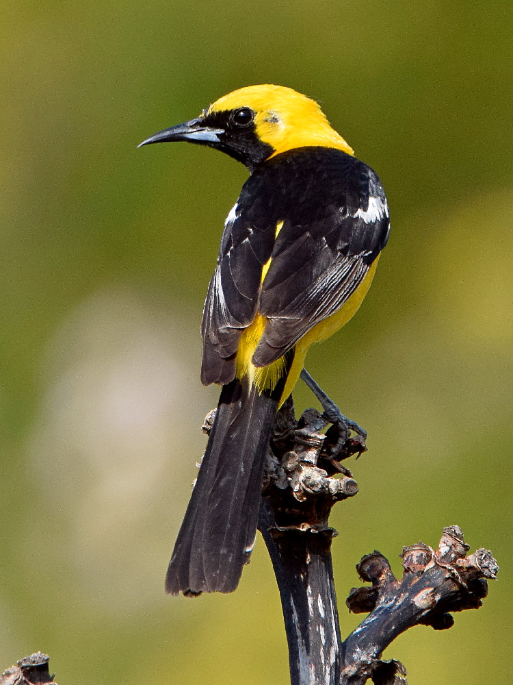 Oriole.jpg