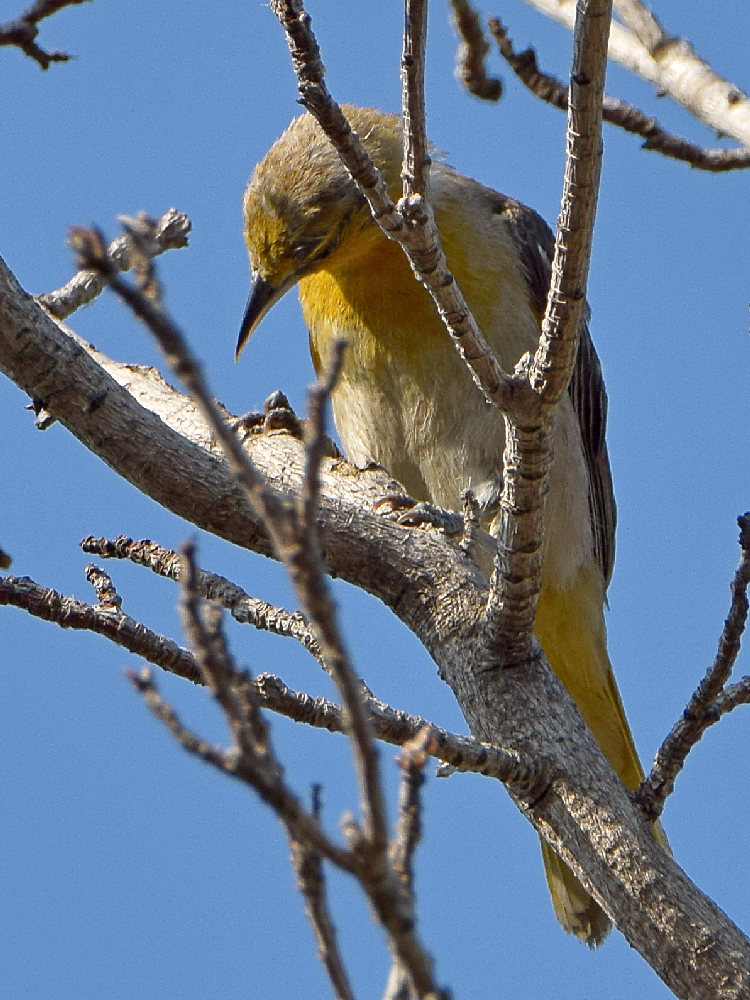 Oriole.jpg